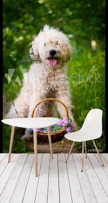 Picture of poodle metis dog
